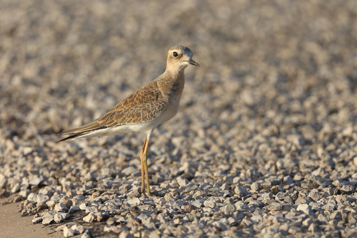 Oriental Plover - ML624420024