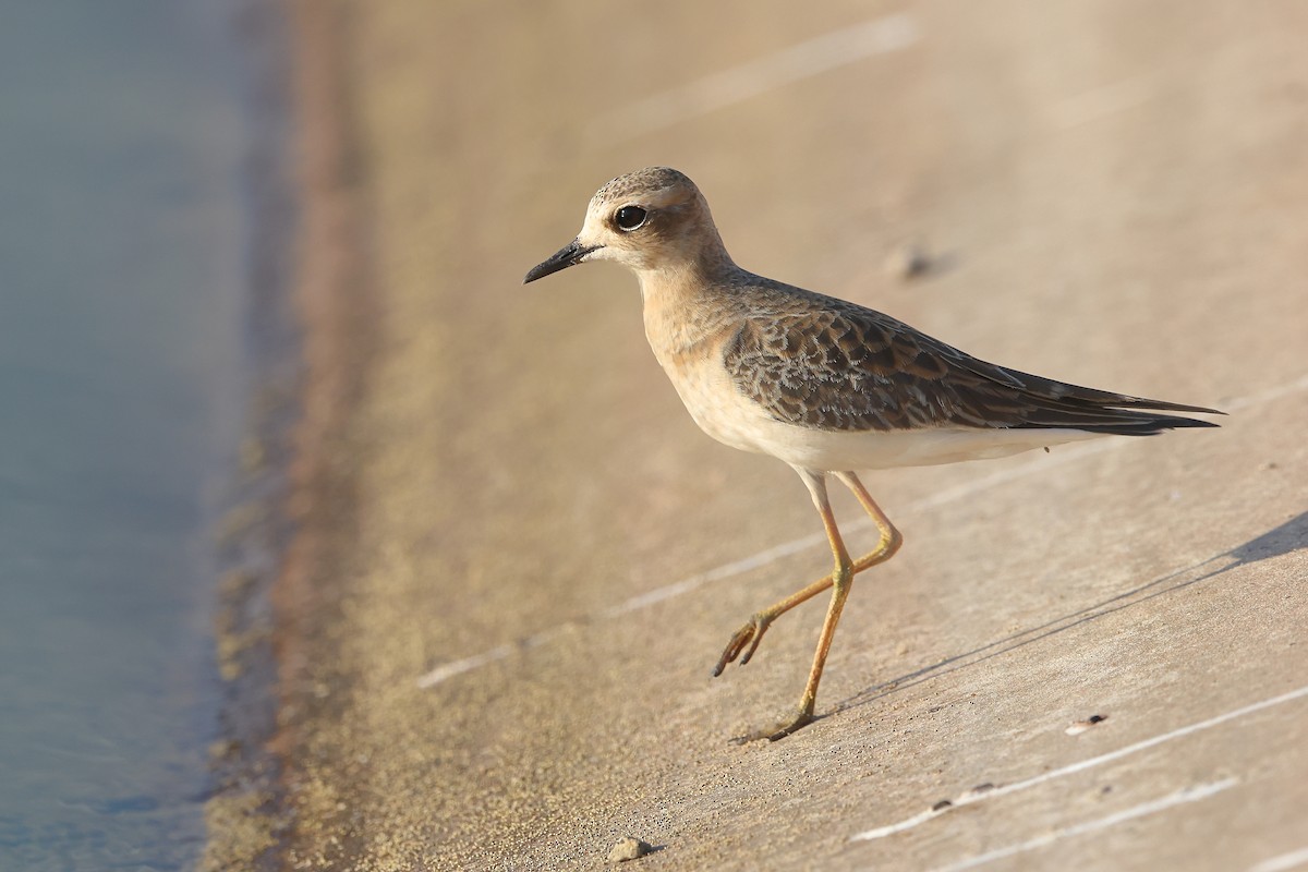 Oriental Plover - ML624420025