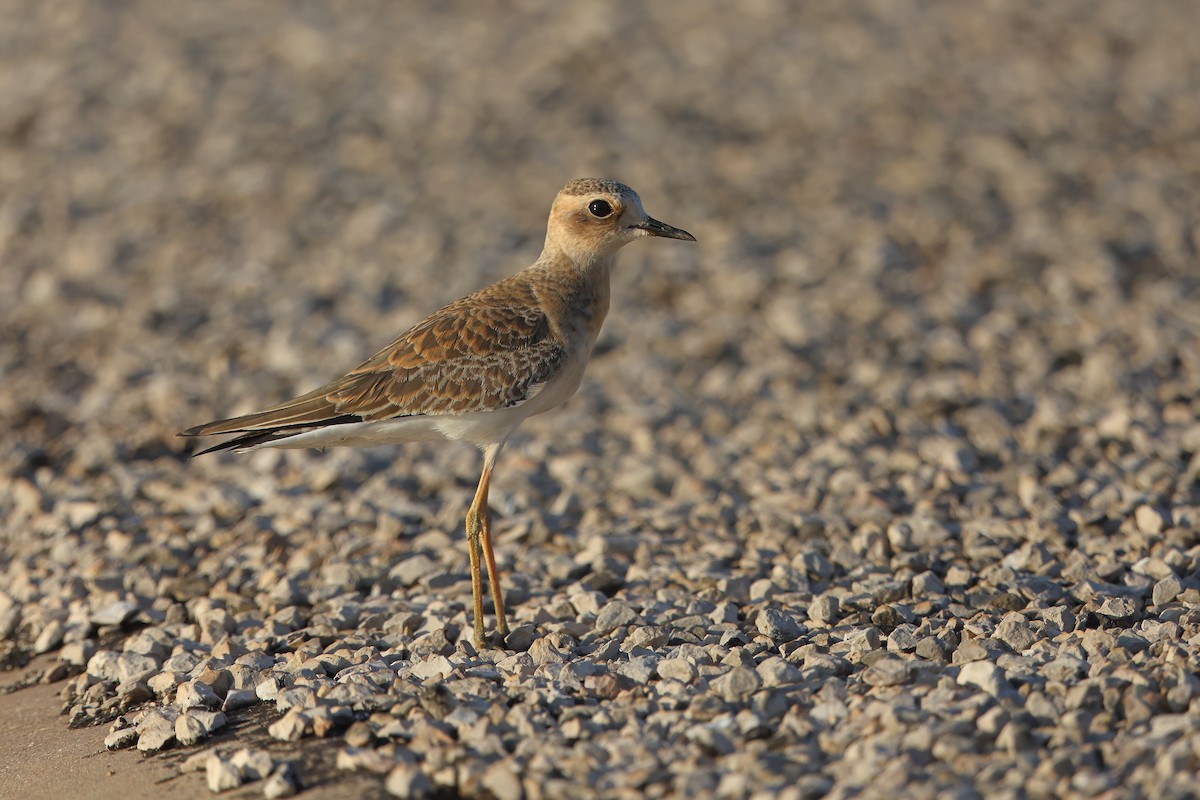 Oriental Plover - ML624420026