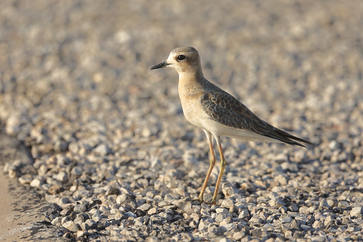 Oriental Plover - ML624420027