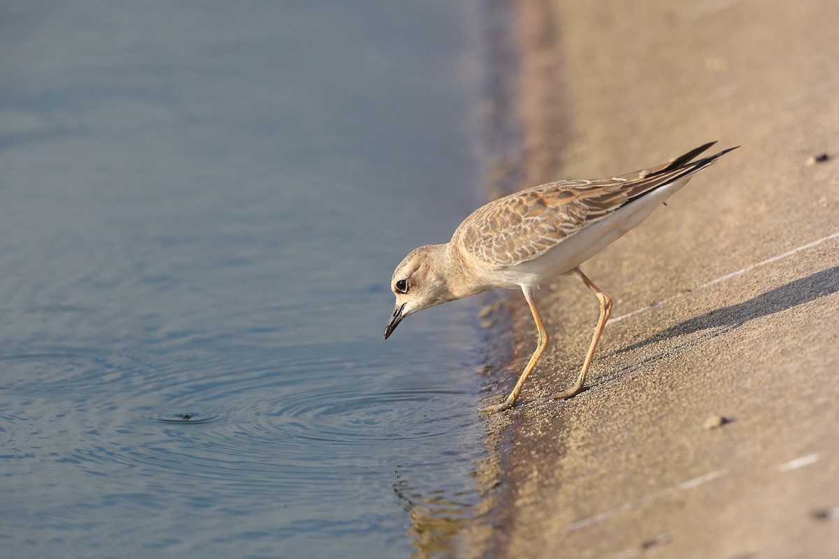 Oriental Plover - ML624420028