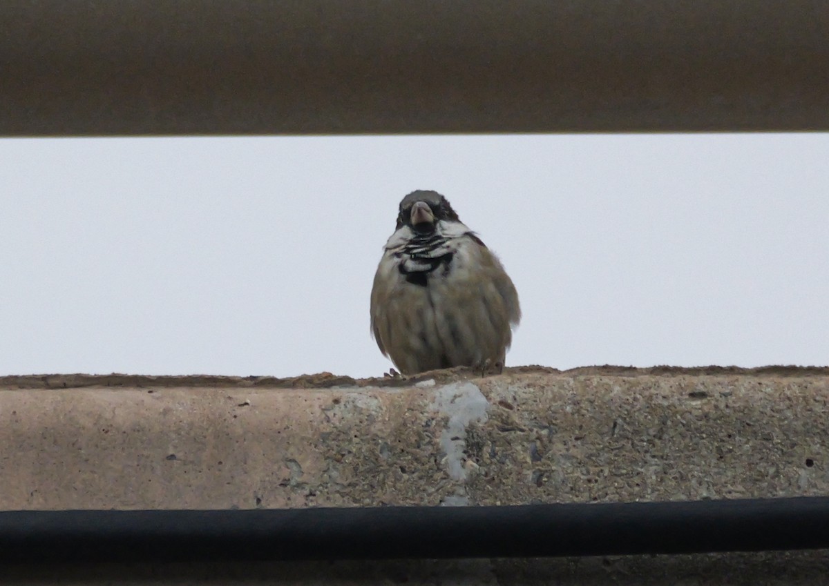 House Sparrow (Indian) - ML624420068
