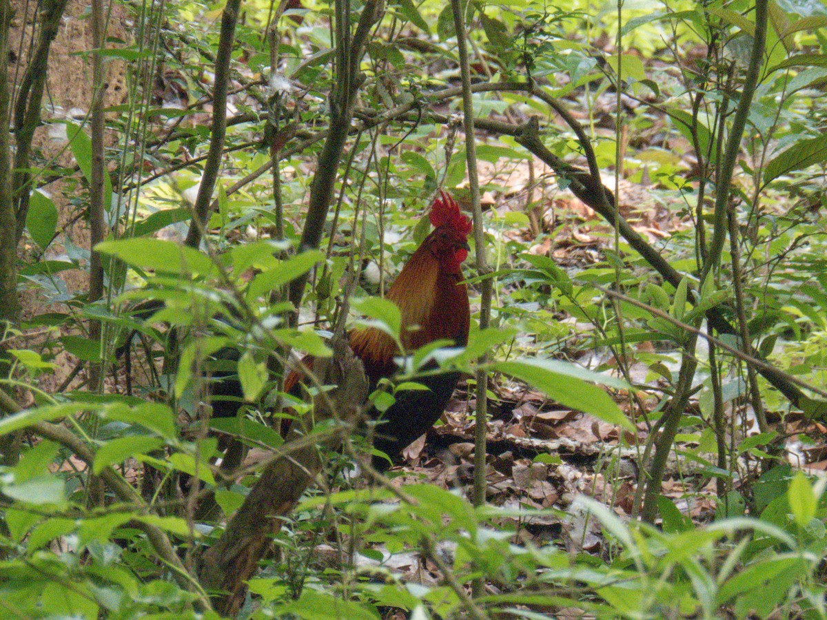 Red Junglefowl - Jose Antonio Garcia