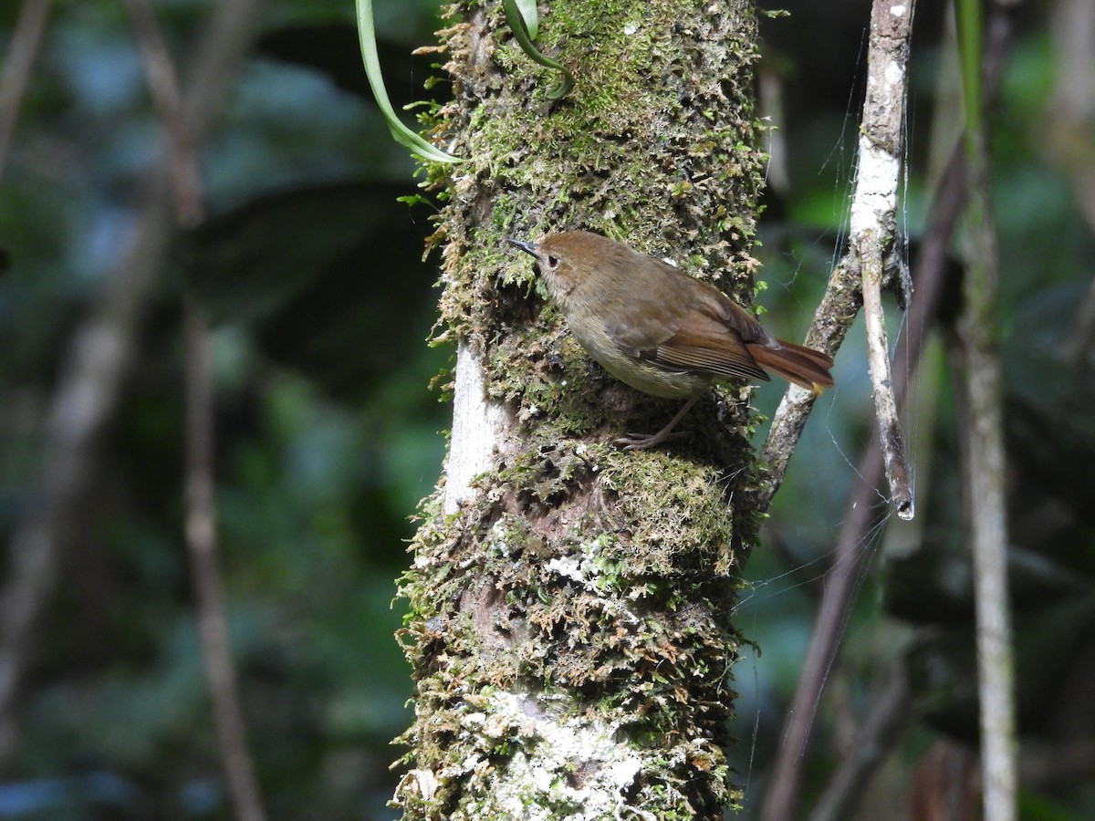 Atherton Scrubwren - ML624420091