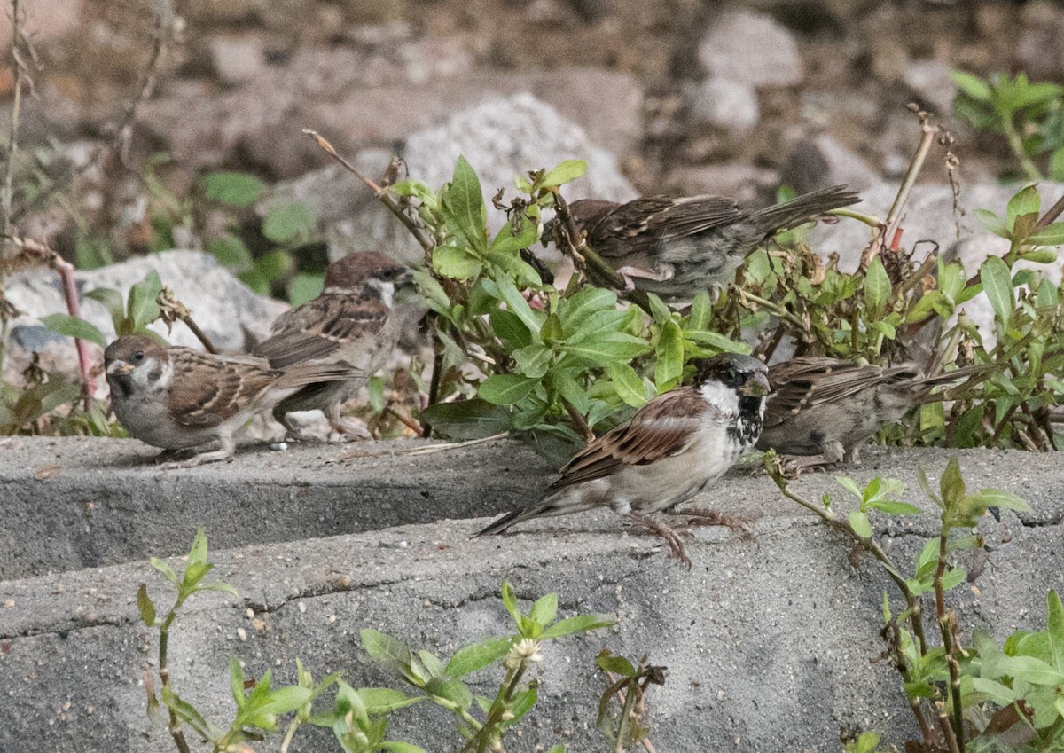 House Sparrow (Indian) - ML624420099