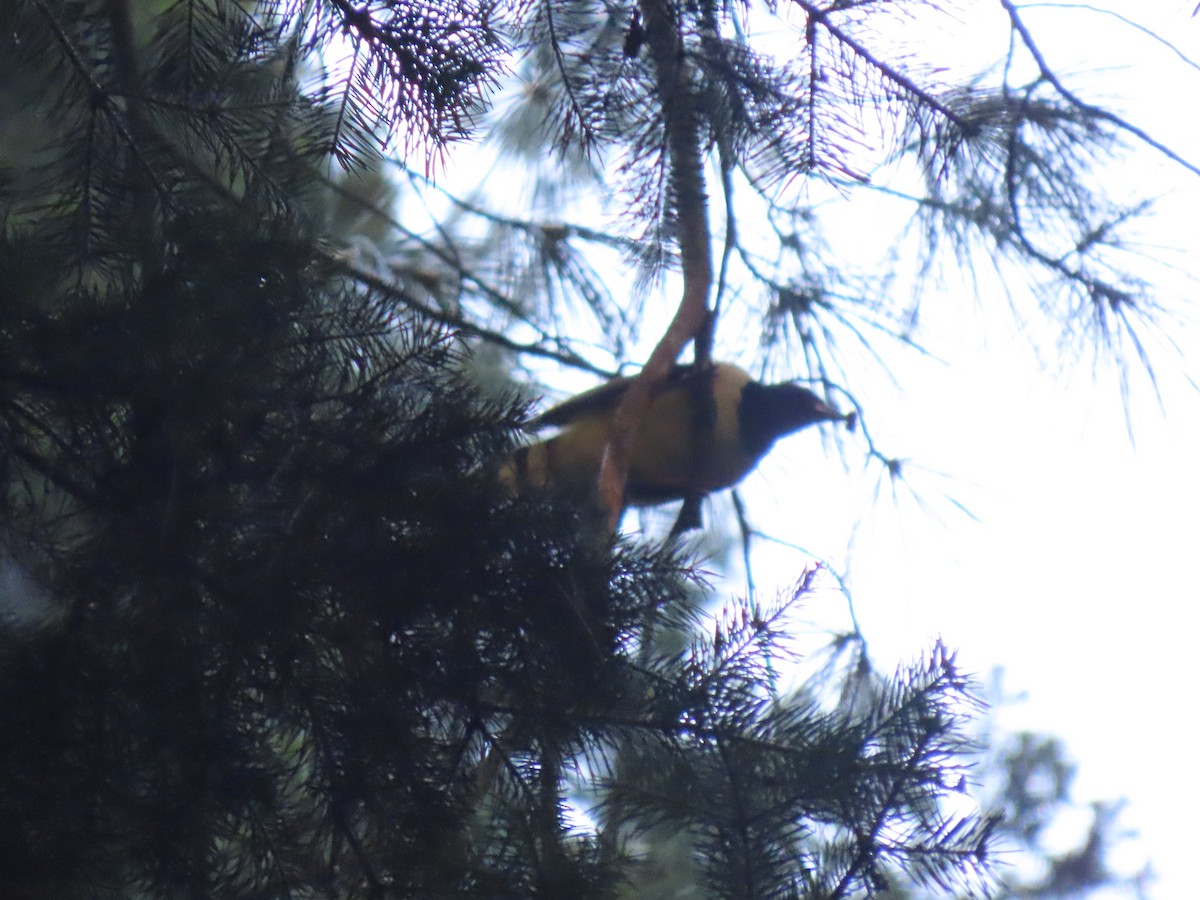 Yellow-billed Blue-Magpie - ML624420104