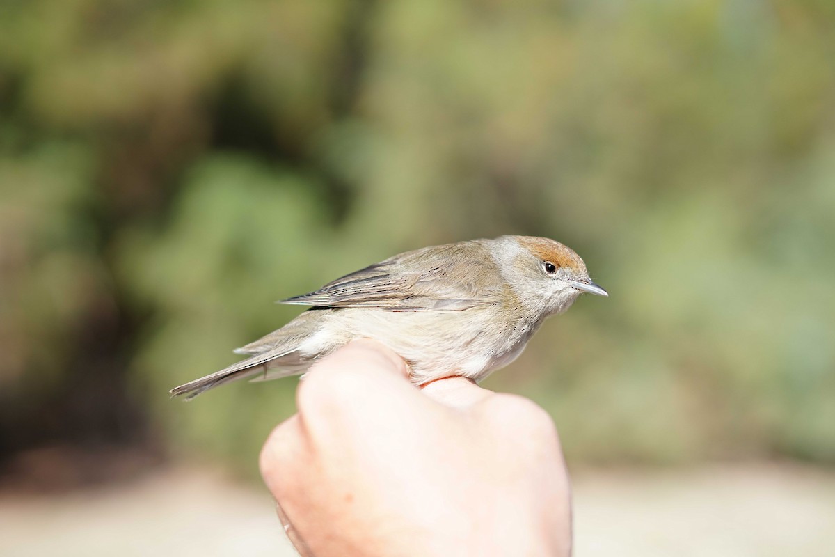 Eurasian Blackcap - ML624420109