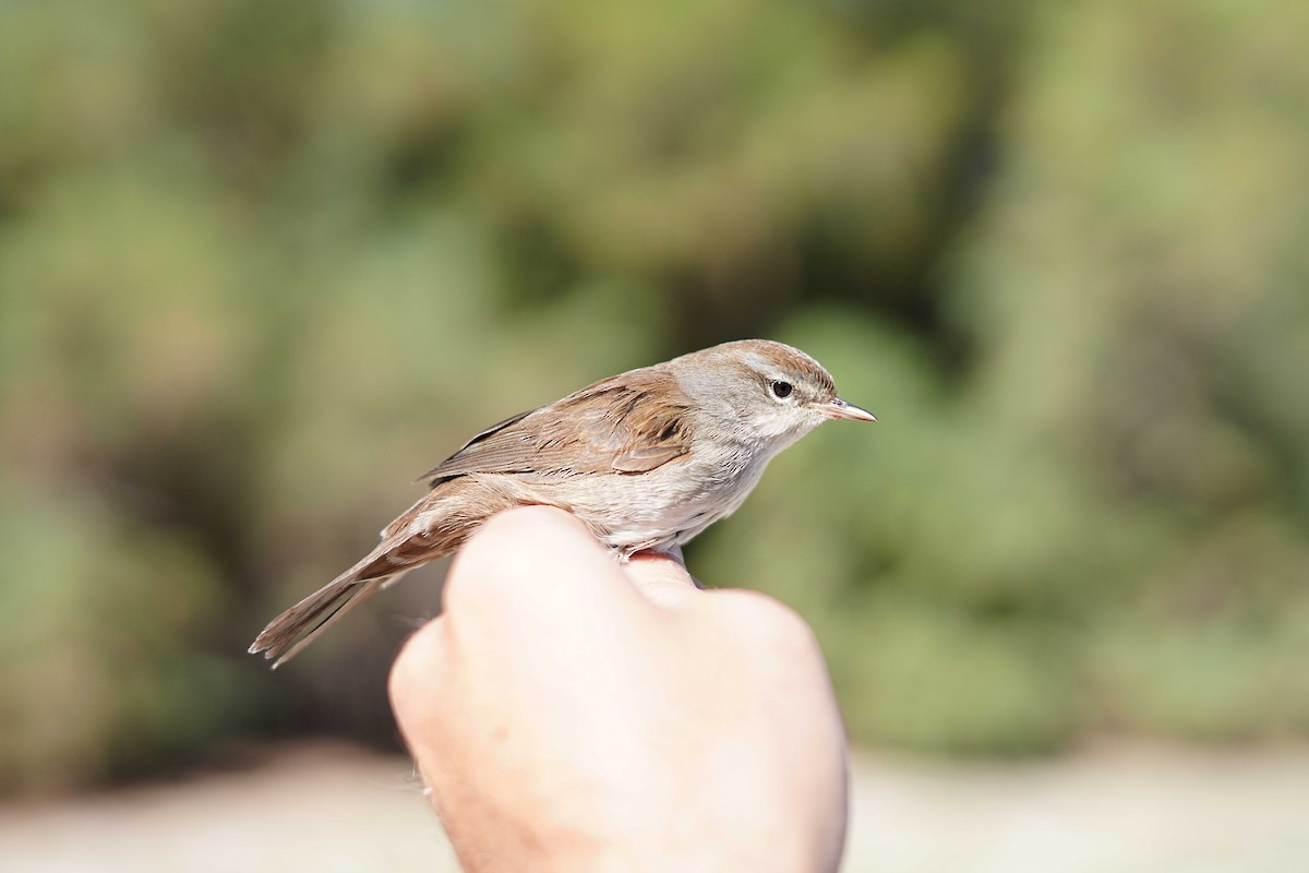 Cetti's Warbler - ML624420113