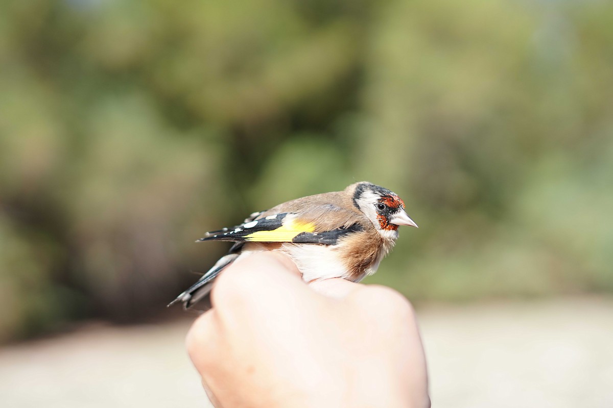 European Goldfinch - ML624420115