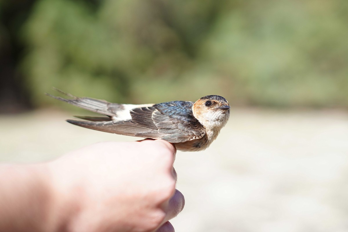 European Red-rumped Swallow - ML624420117