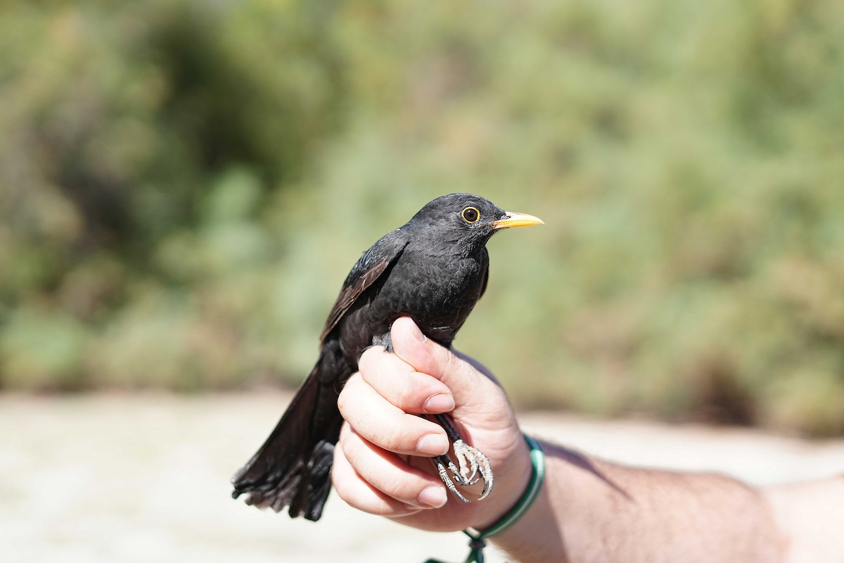 Eurasian Blackbird - ML624420120