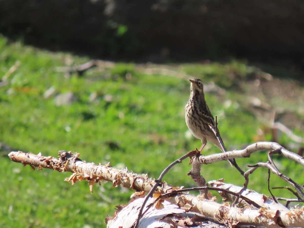 Rosy Pipit - ML624420121