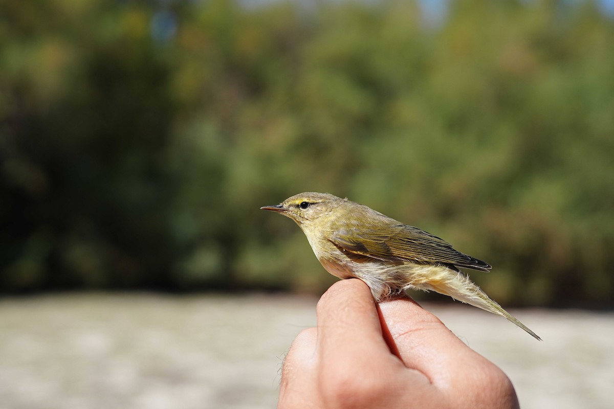 Iberian Chiffchaff - Victoriano Mora Morillo