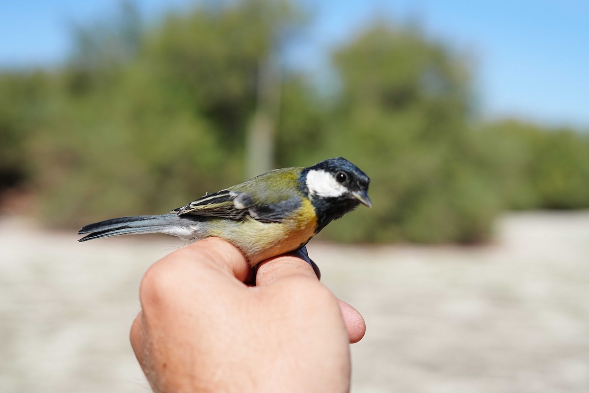 Great Tit - ML624420126