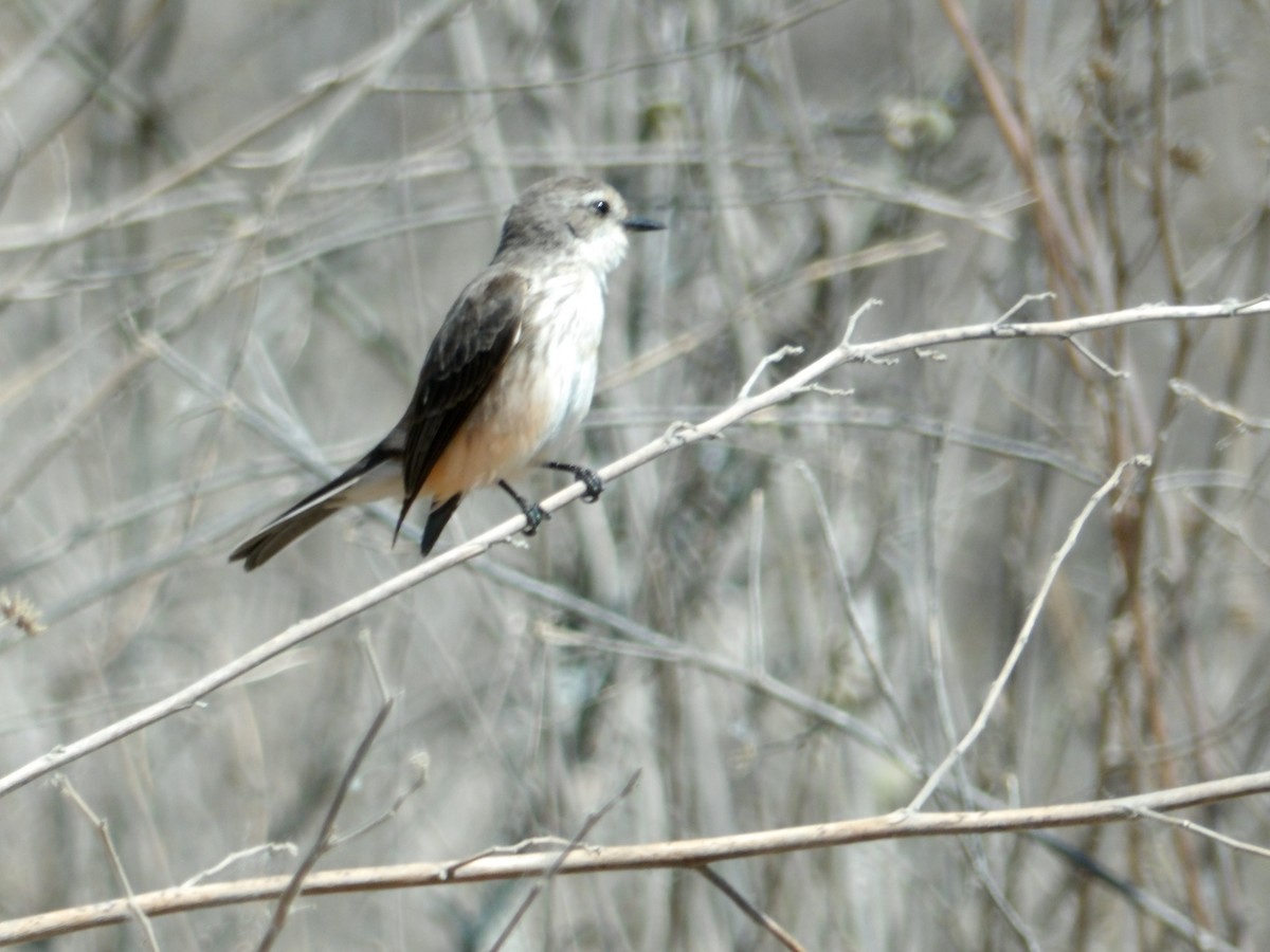 Brown-capped Vireo - ML624420129