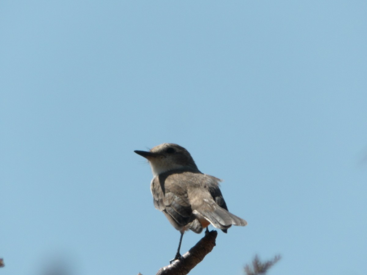 Brown-capped Vireo - ML624420152