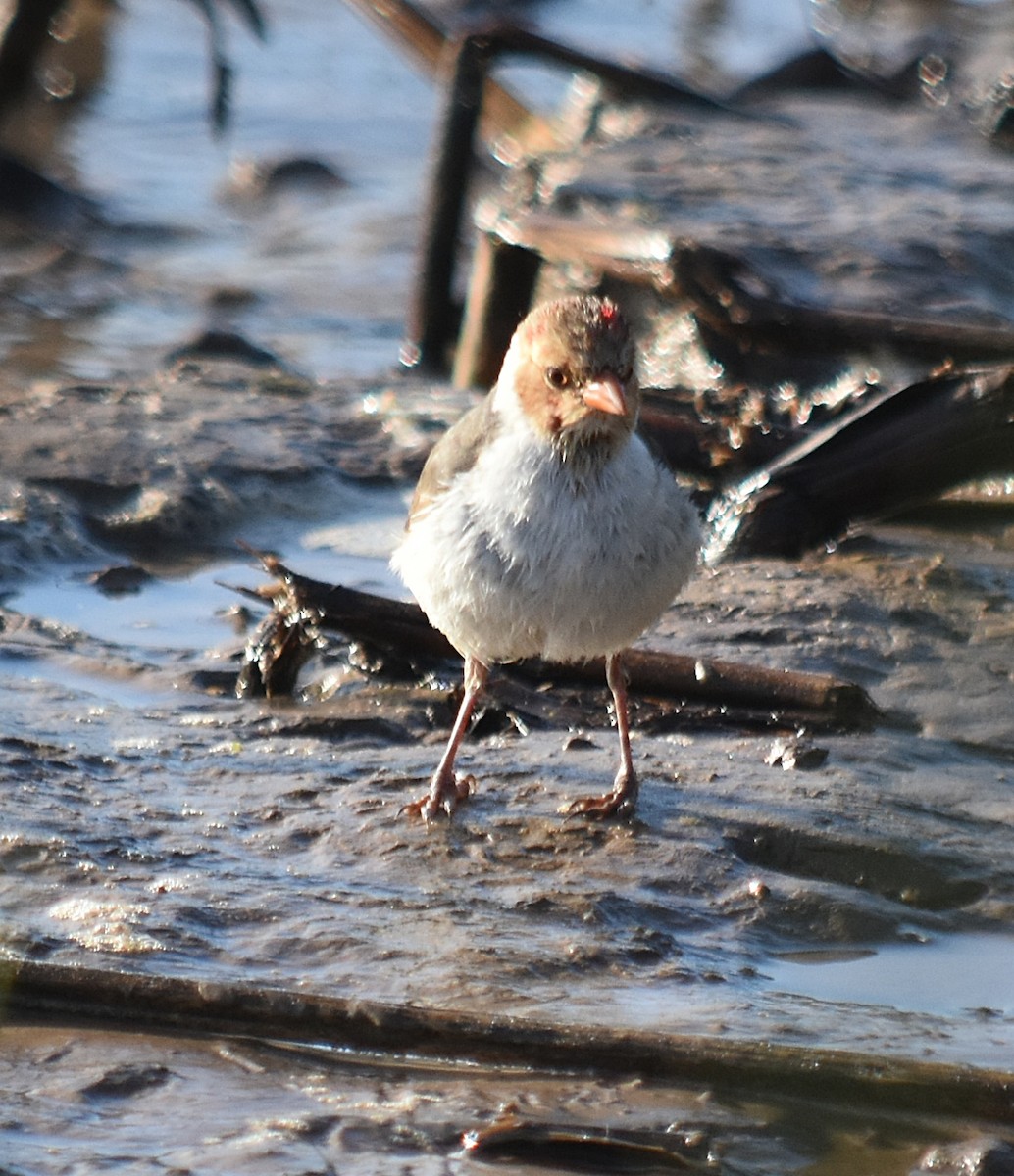 Yellow-billed Cardinal - ML624420460