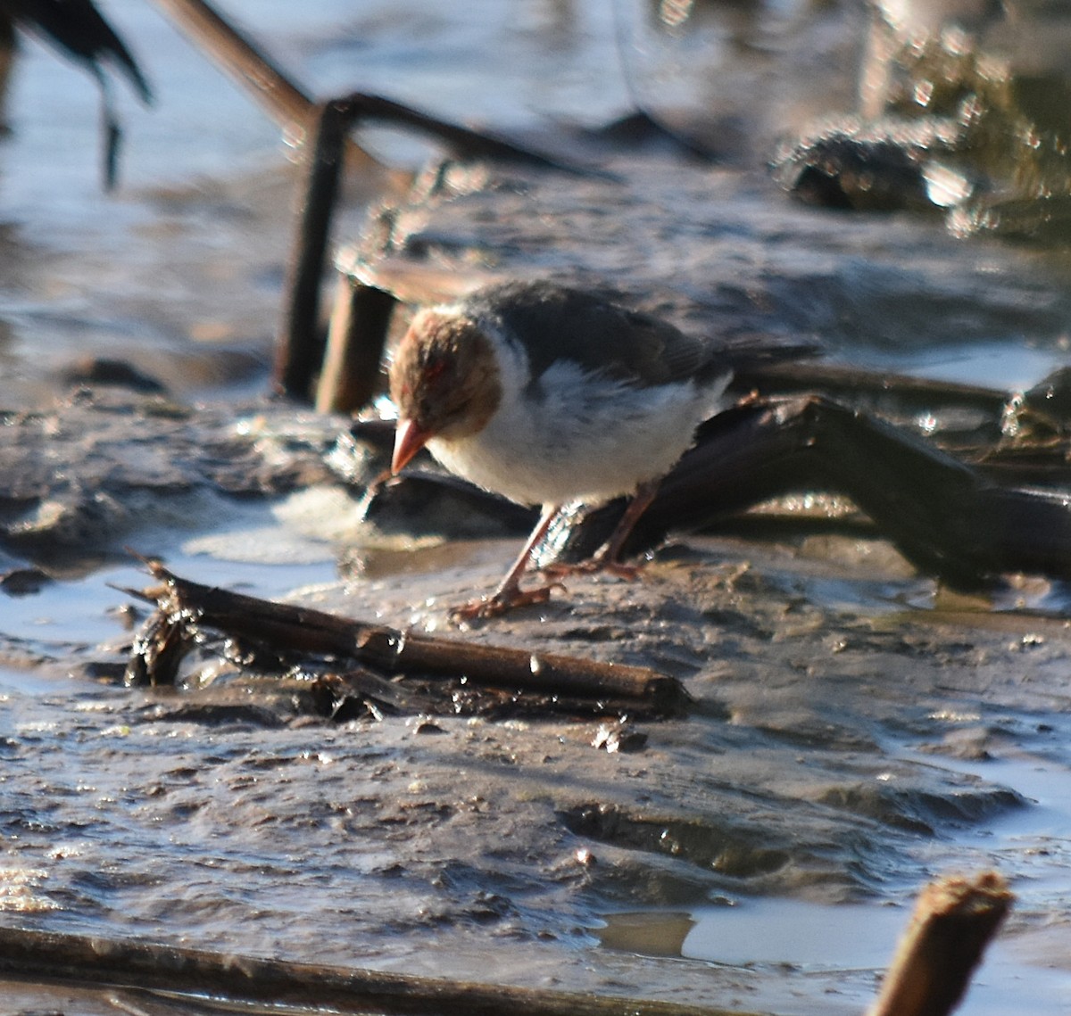 Yellow-billed Cardinal - ML624420461