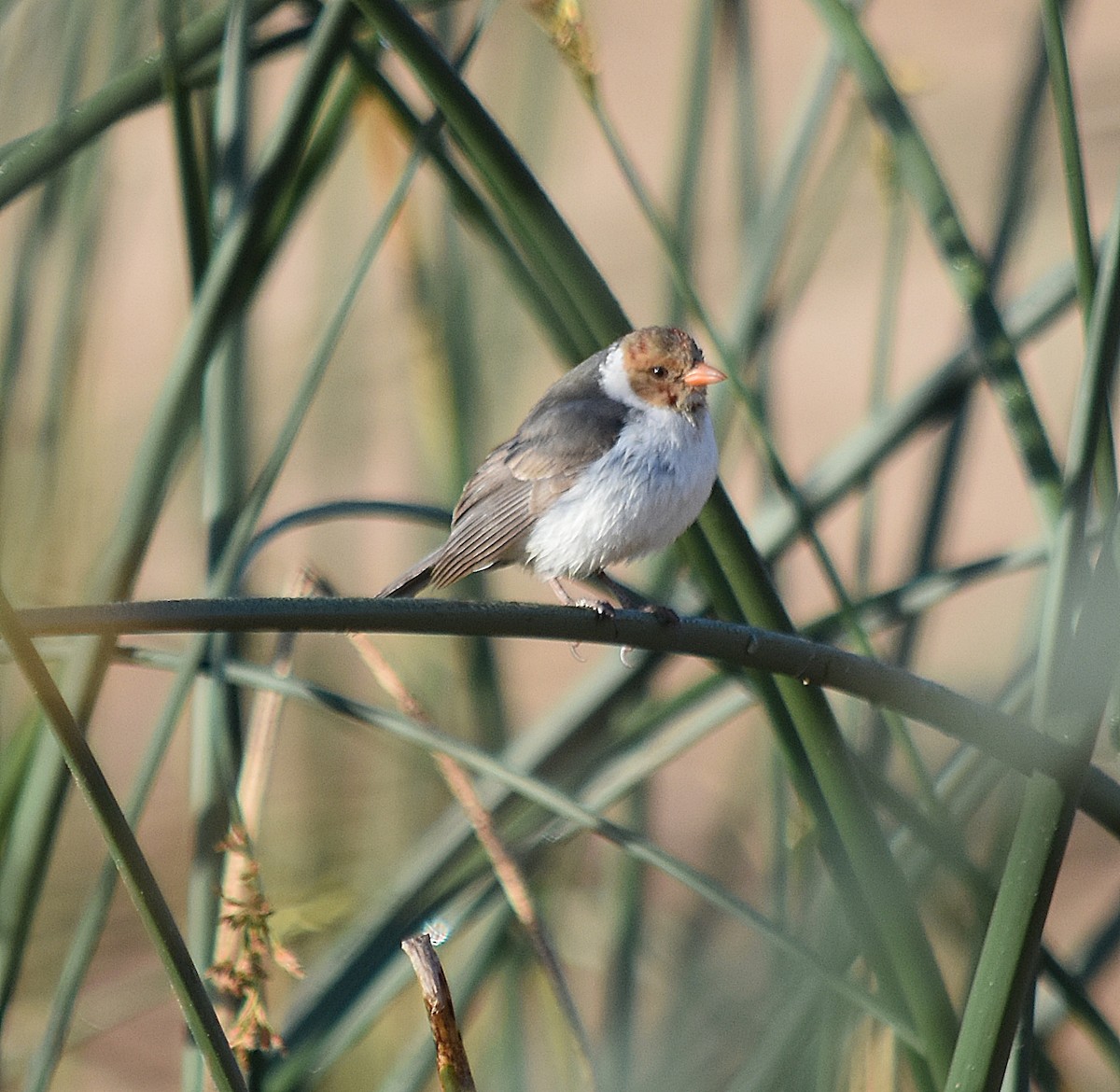 Yellow-billed Cardinal - andres ebel