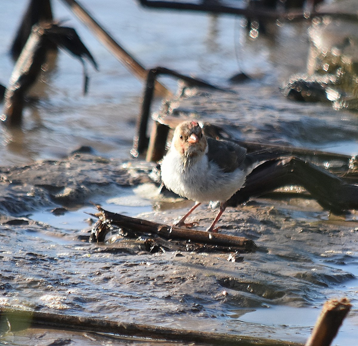 Yellow-billed Cardinal - ML624420463