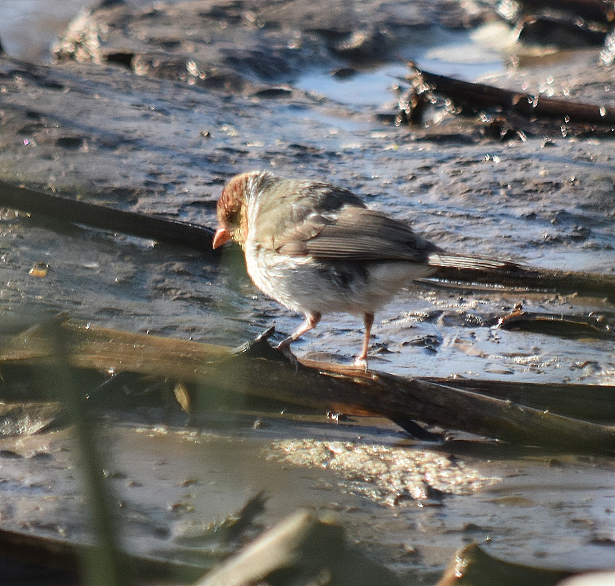 Yellow-billed Cardinal - ML624420464