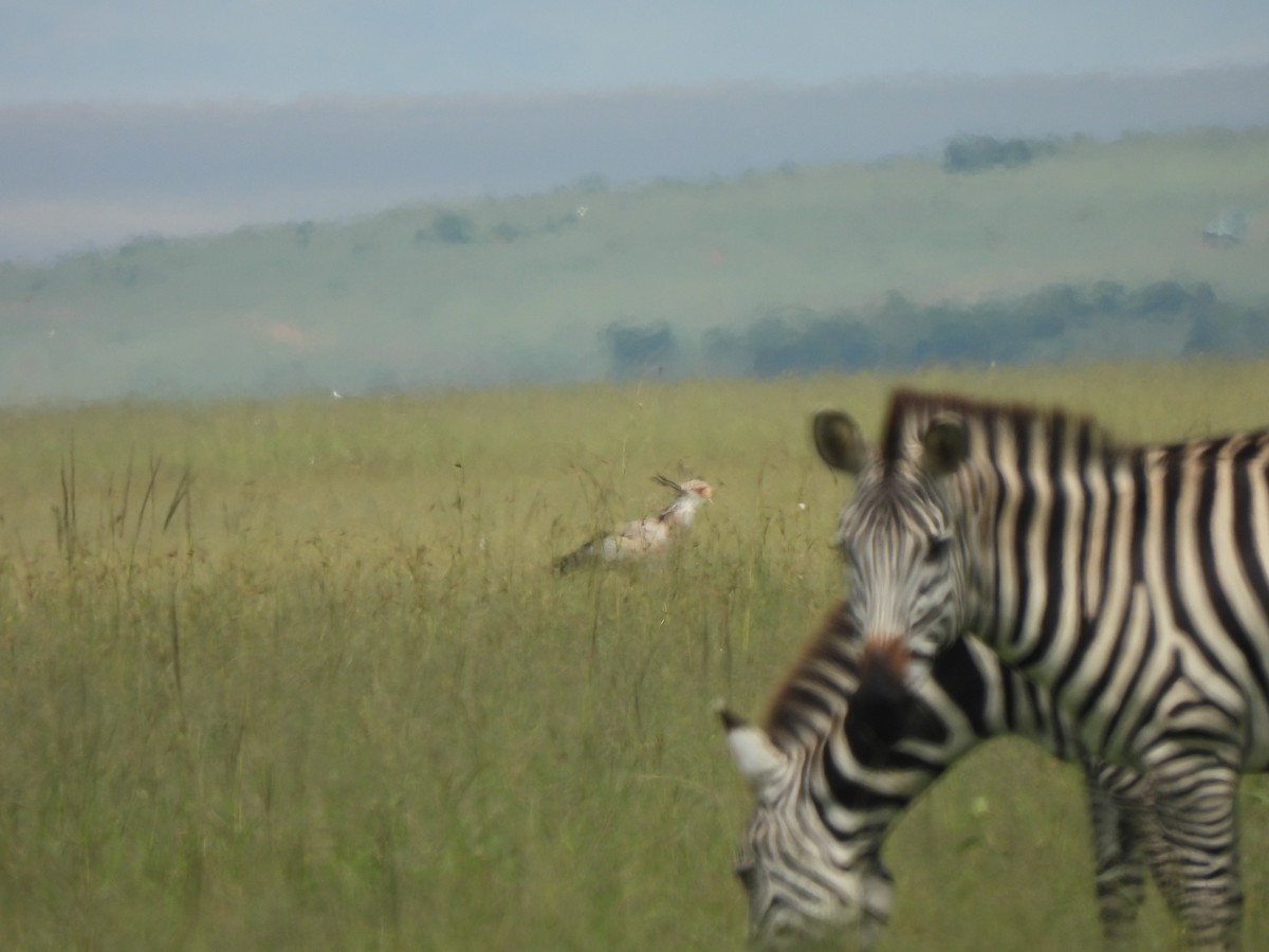 Secretarybird - Adrián Colino Barea