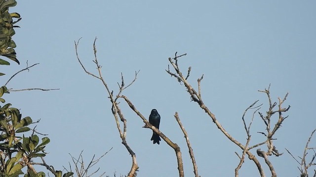Bronzed Drongo - ML624420579