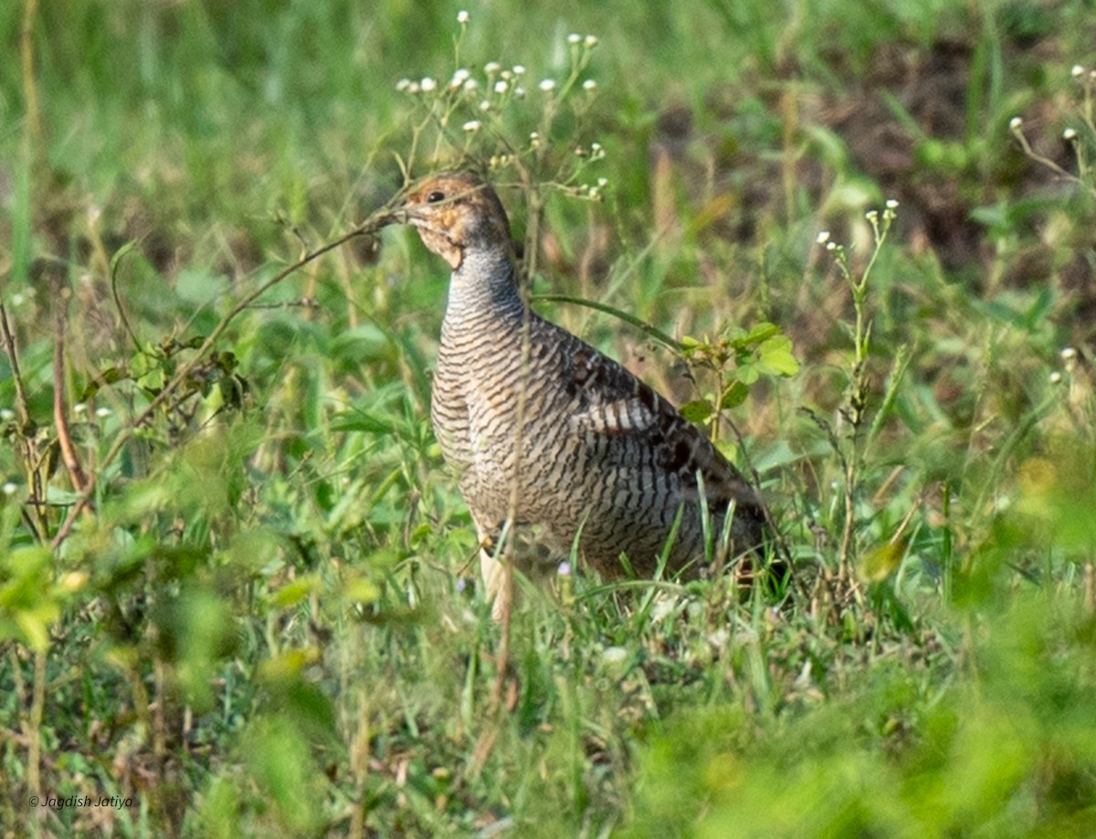 Gray Francolin - ML624420710