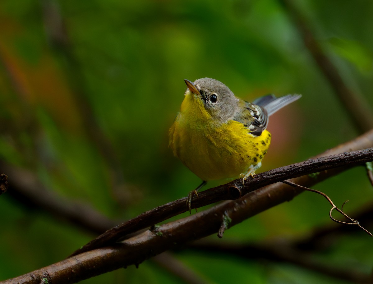 Magnolia Warbler - ML624420828