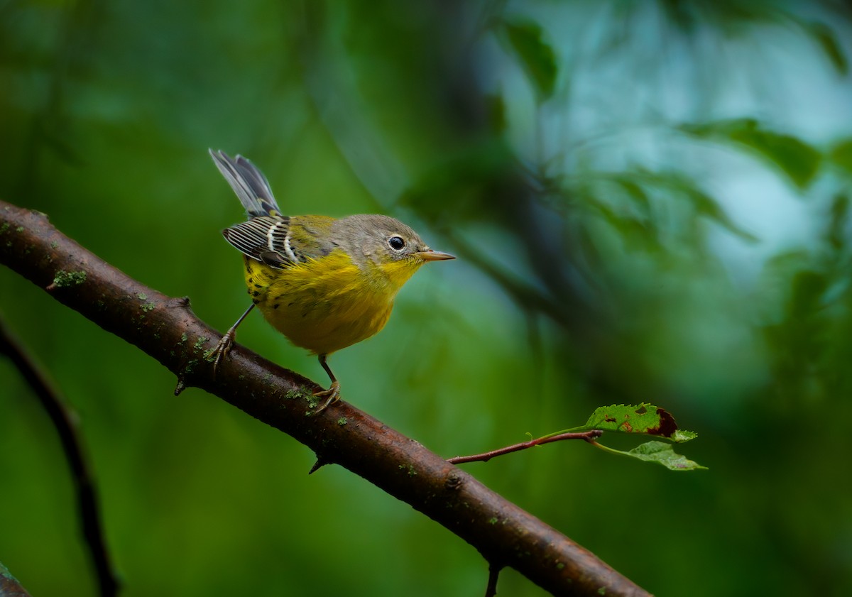 Magnolia Warbler - ML624420829