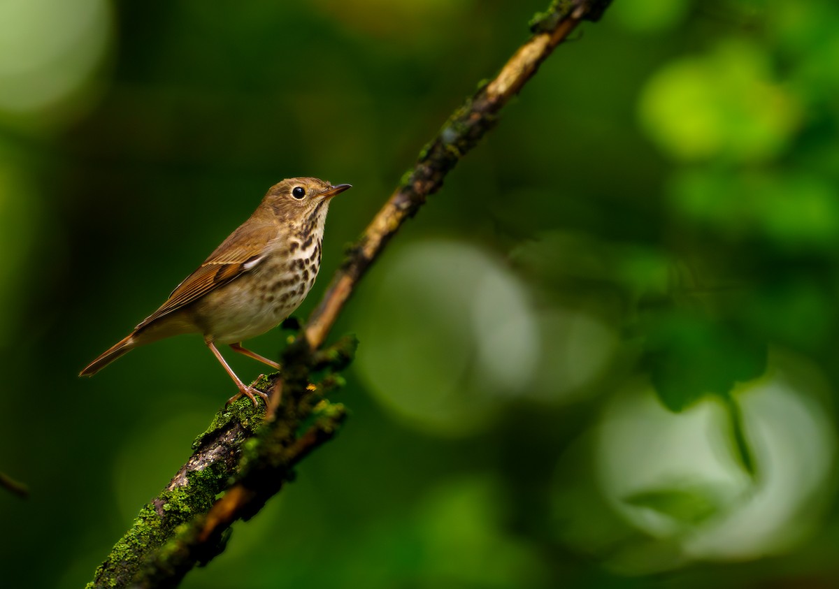 Hermit Thrush - ML624420834