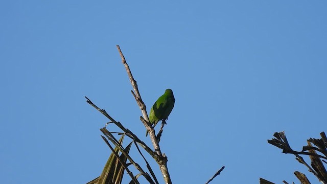 Goldstirn-Blattvogel - ML624420857