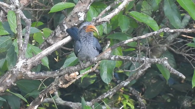 Malabar Gray Hornbill - ML624420920