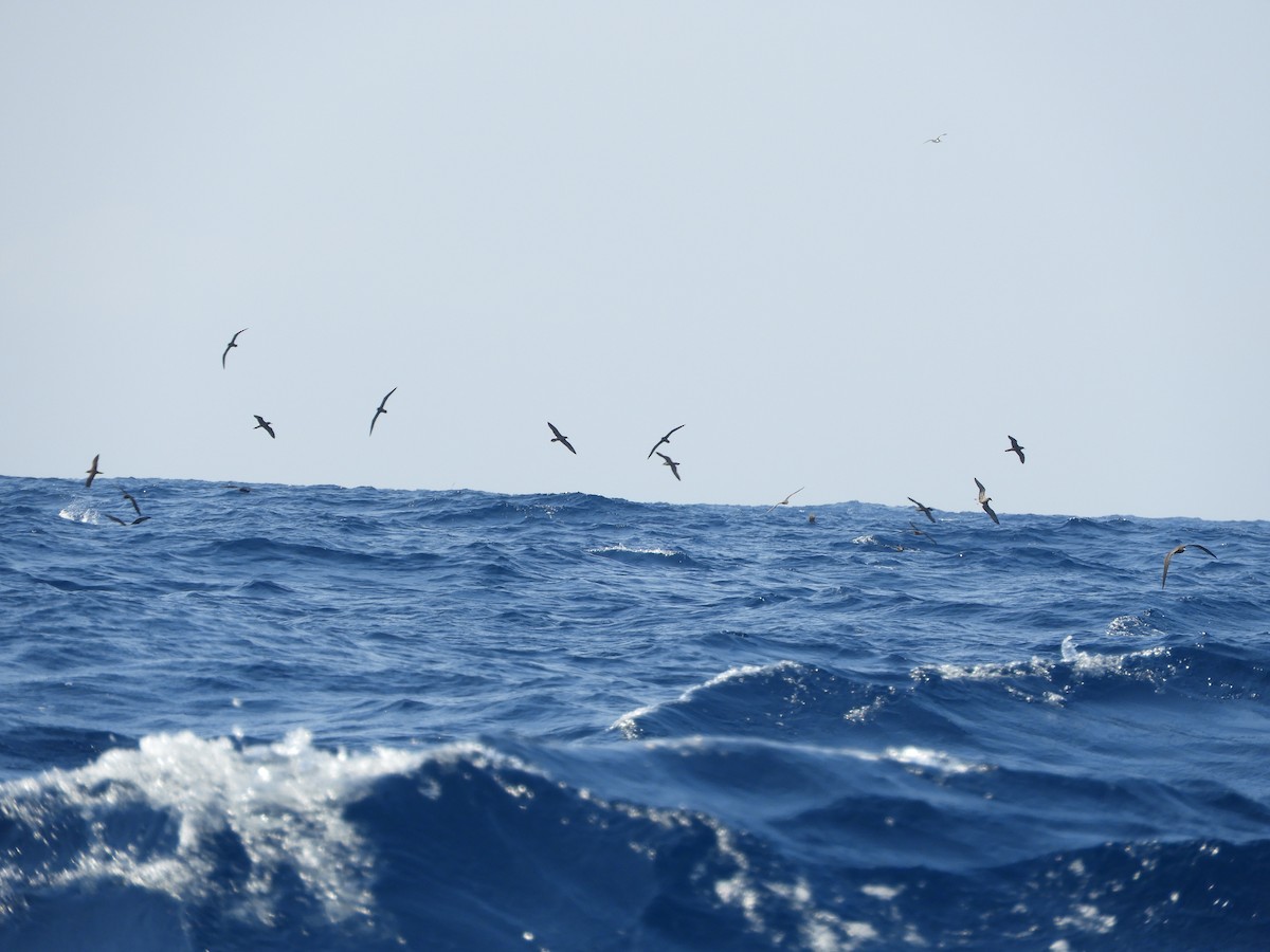 Wedge-tailed Shearwater - ML624420925