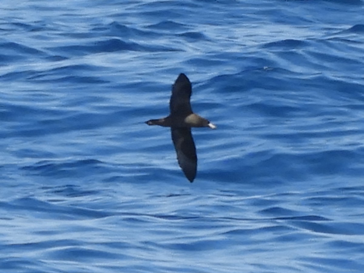 Flesh-footed Shearwater - ML624420981