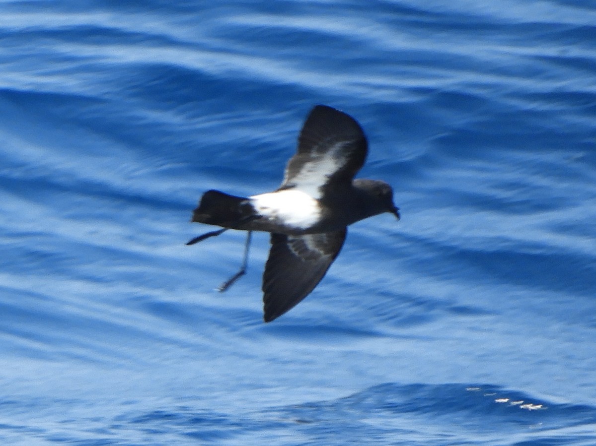 Black-bellied Storm-Petrel - ML624420993