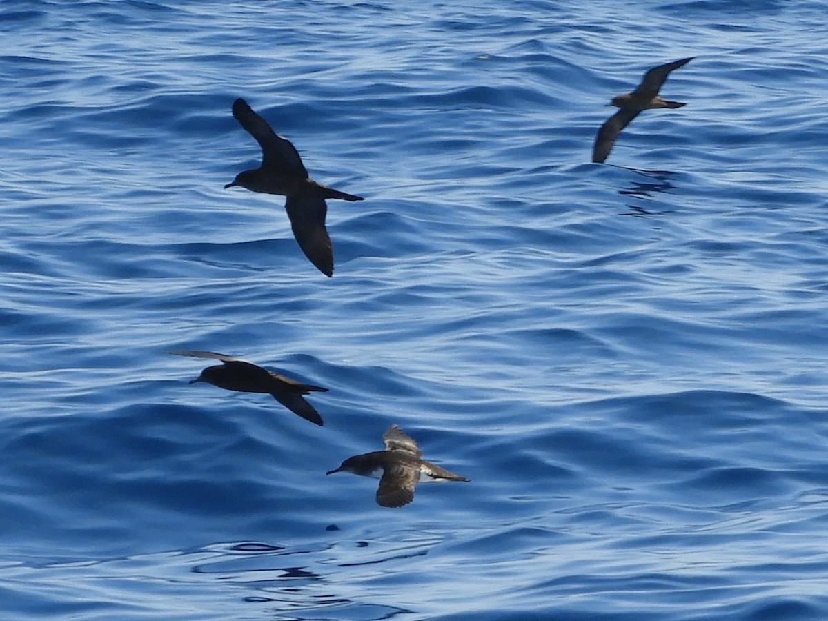 Hutton's Shearwater - ML624421005