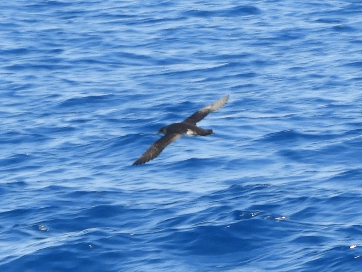 Hutton's Shearwater - ML624421006