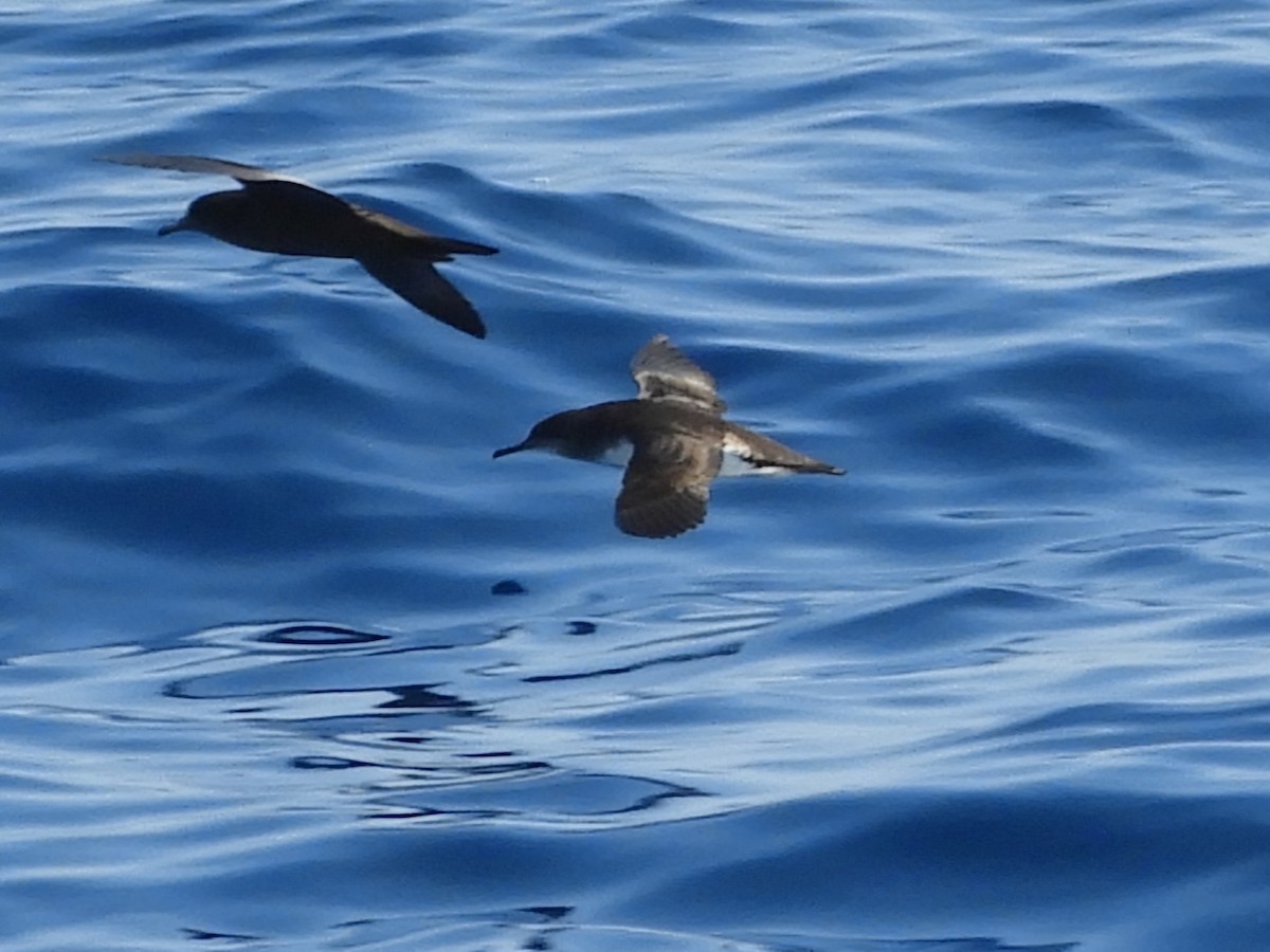 Hutton's Shearwater - ML624421007