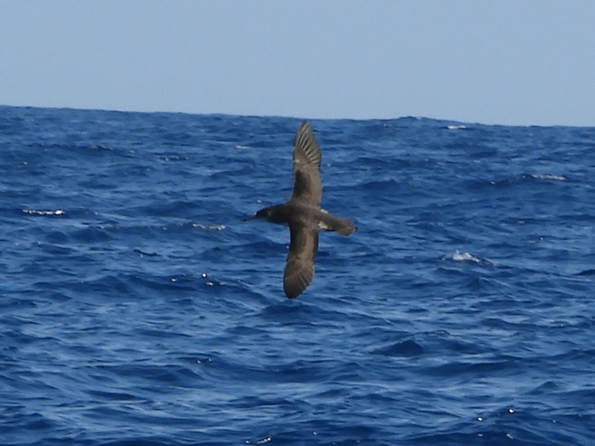 Hutton's Shearwater - Natalee Bozzi