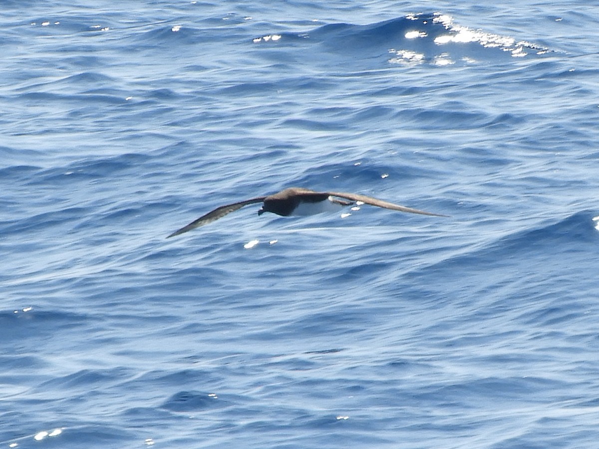 Tahiti Petrel - ML624421190