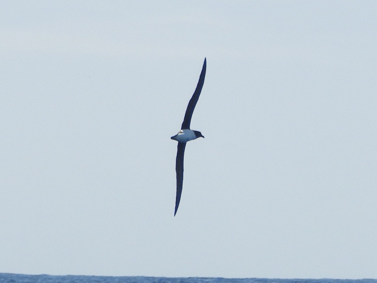 Tahiti Petrel - ML624421191