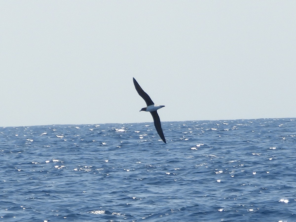 Tahiti Petrel - ML624421192