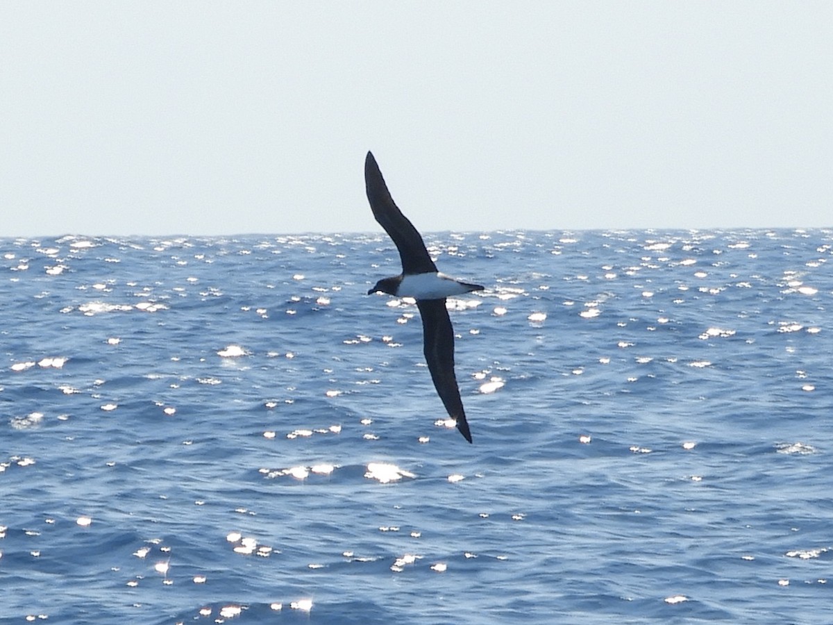 Tahiti Petrel - ML624421193