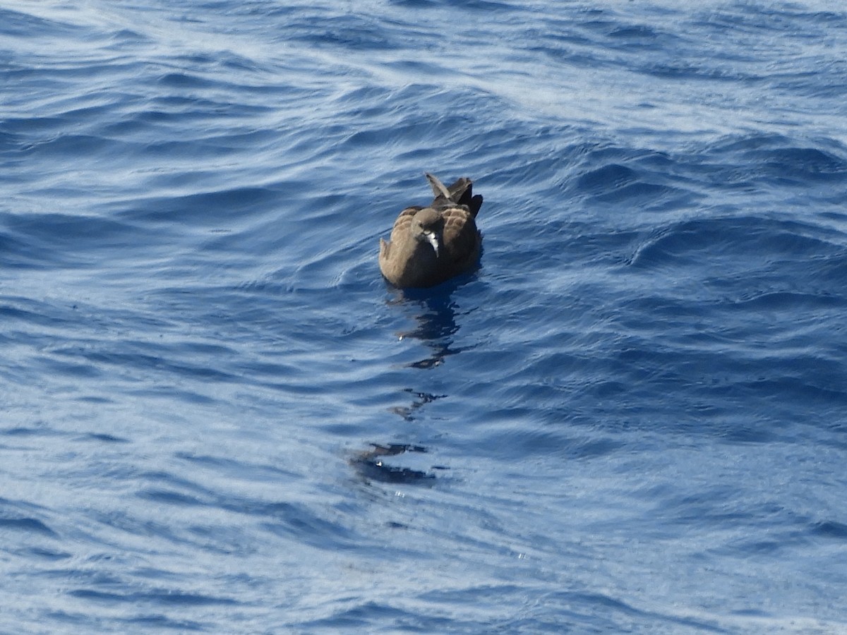 Wedge-tailed Shearwater - ML624421209