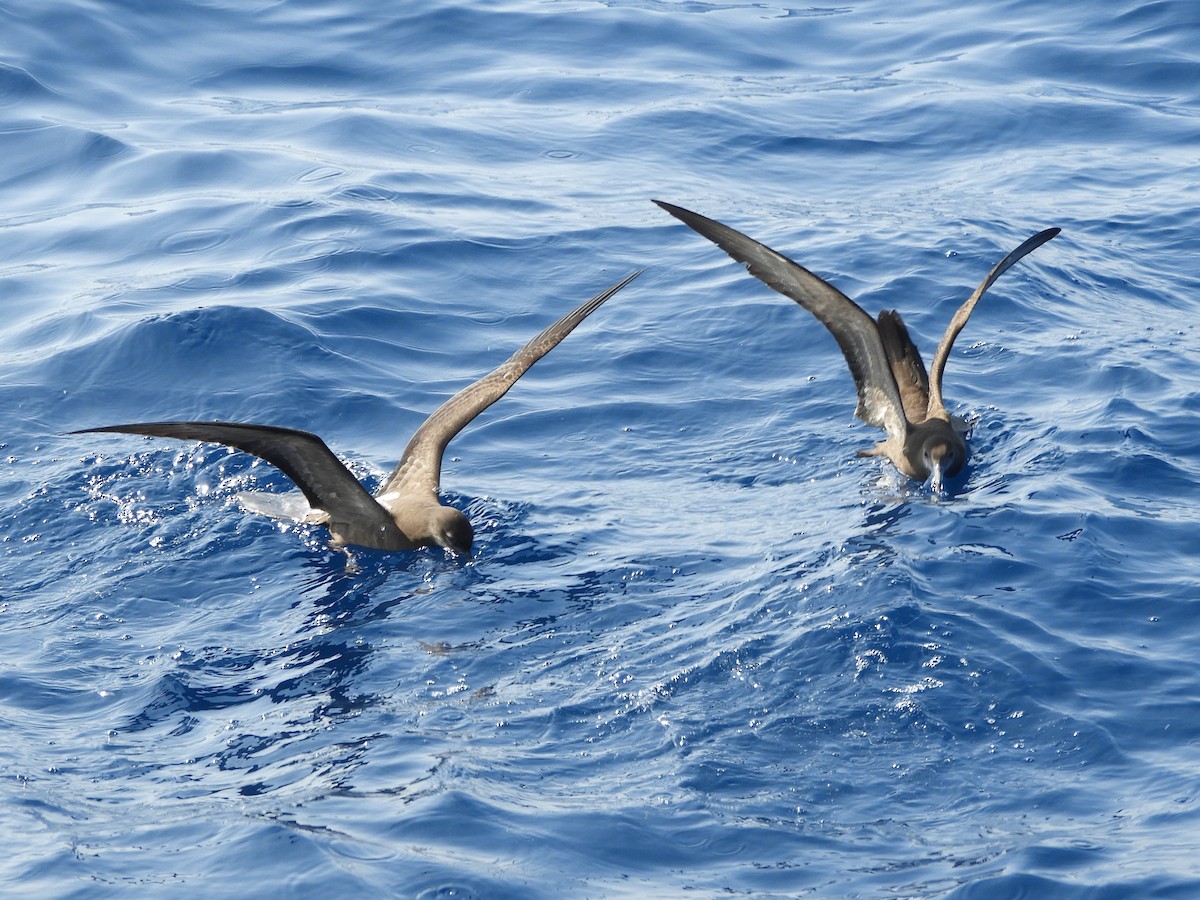 Wedge-tailed Shearwater - ML624421210