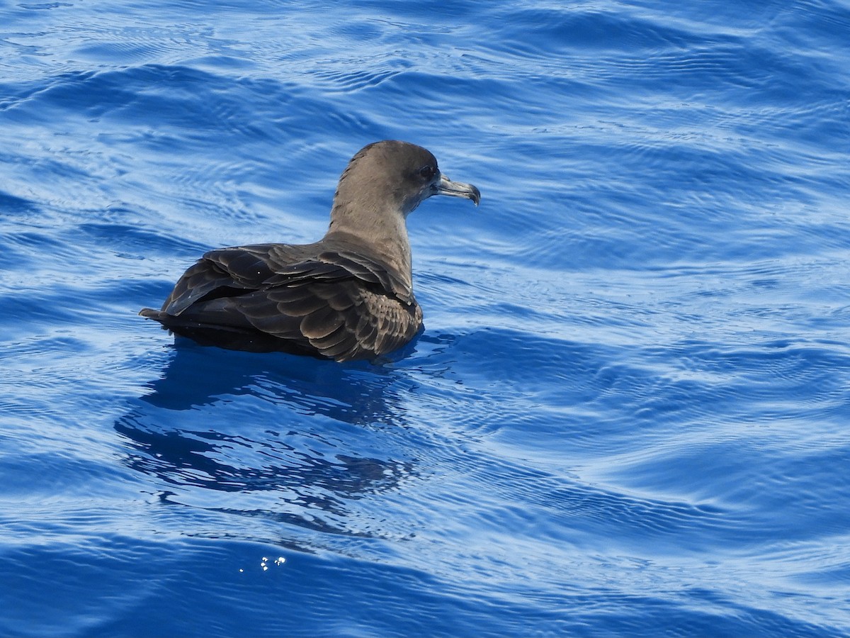 Wedge-tailed Shearwater - ML624421211