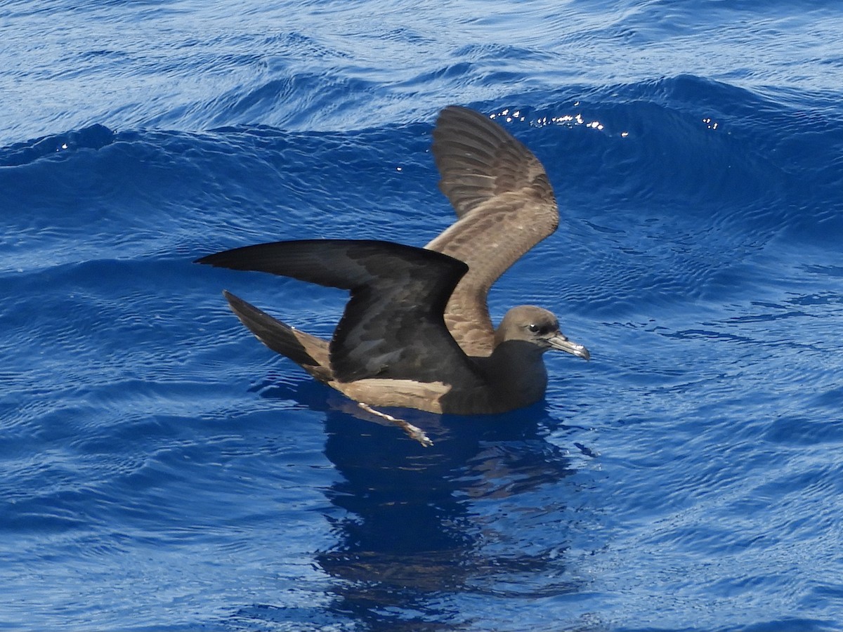 Wedge-tailed Shearwater - ML624421233