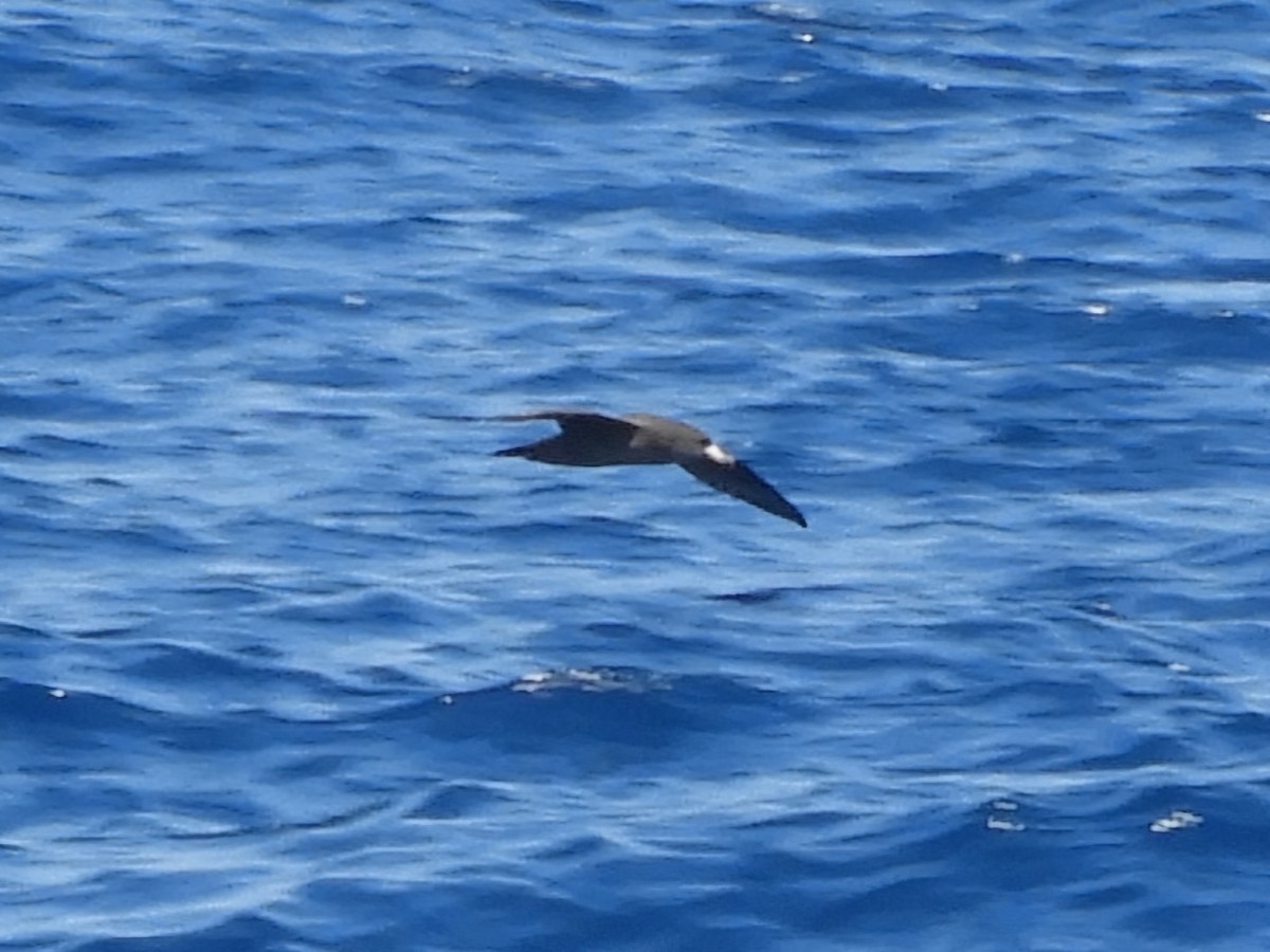 Flesh-footed Shearwater - ML624421235