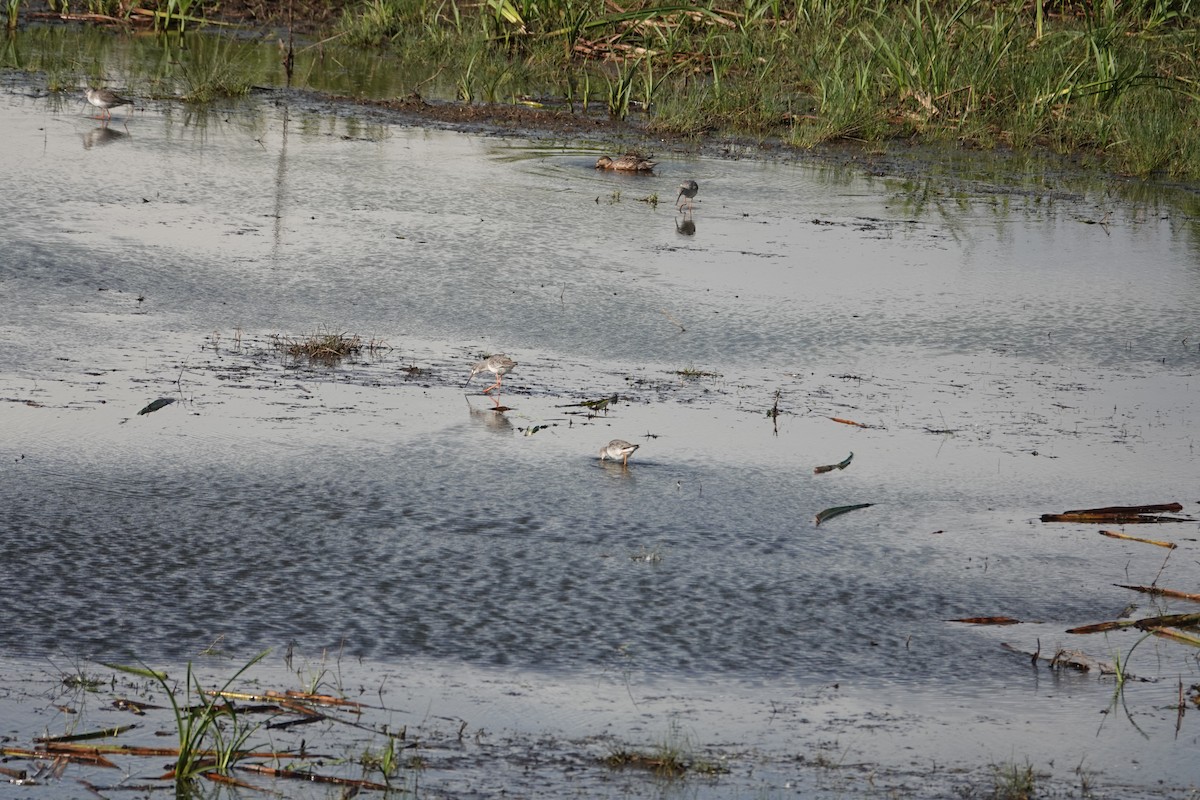 Spotted Redshank - ML624421236